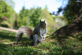 Squirrel ; comments:15
