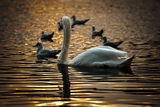 Swan lake ; comments:6