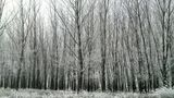 frozen forest ; comments:4
