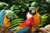 Целувката на папагала ; comments:4