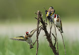 Щиглец - (Carduelis carduelis) ; comments:4