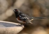 Spotted Towhee, New Mexico ; comments:10