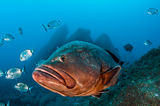 Dusky grouper ; comments:17