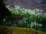 Snowdrops ; comments:1