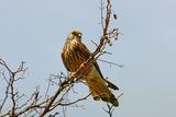  Белошипа ветрушка (Falco naumanni) ; comments:8