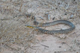 Азиатска водна змия (Xenochrophis piscator ( juvenile)) ; comments:2