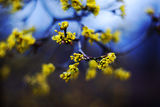 Жълто пролетно ; comments:2