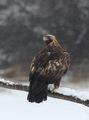 Скален орел ; comments:10