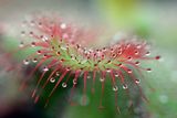 Drosera capensis ; comments:9