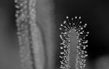 Drosera capensis ; comments:7