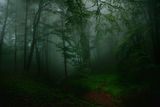 В мъгливата гора ; comments:17