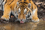 Amur Tiger ; comments:8