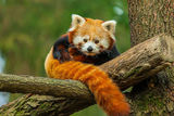 Red panda :) - Мече зверче ; Коментари:21