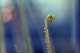 Drosera capensis ; comments:9