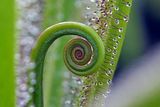 Drosera capensis ; comments:10