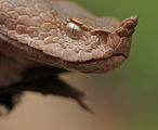 Пепелянка (Vipera ammodytes) ; comments:10