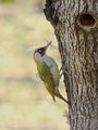 Зелен кълвач (Picus viridis ) ; comments:11