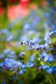blue flower ; comments:2