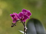 Oрхидея ; comments:5