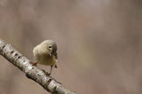 Ruby-crowned Kinglet ; comments:3