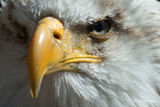 Американски белоглав орел ; comments:17