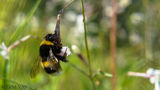 Дива пчела ; comments:2
