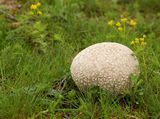 Великолепна Lycoperdon bovista и няколко детелини ; comments:36