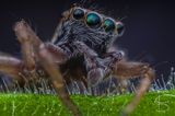 jumping spider ; Коментари:17