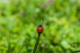 ladybug ; comments:2