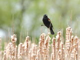 Red-winged Blackbird, male ; comments:8