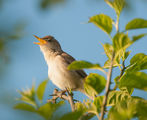 тръстиково шаварче (Acrocephalus arundinaceus) ; comments:8