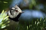 Качулат синигер (Lophophanes cristatus) ; comments:17