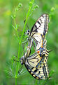 Голям полумесец (Papilio machaon) ; comments:4