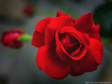 Една роза ; comments:3