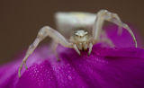 Thomisidae sp. ; comments:10