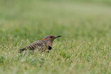 Northern Flicker ; comments:6