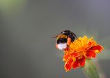 Мъхеста пчела ; comments:3