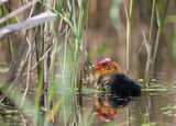 Fulica atra ; comments:6