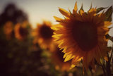 Sunflowers ; comments:24