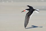 Black Skimmer ; comments:17