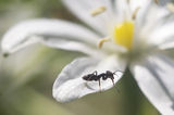 Първата ми мравка на фокус :D ; comments:2