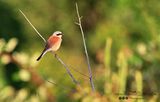 червеногърба сврачка/Red-backed shrike ; comments:2