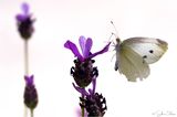 Butterfly on white background ; comments:4