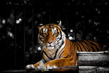 Better to live one year as a tiger, than a hundred as a sheep ; comments:5