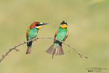 Bee Eater / Пчелояд ; comments:7