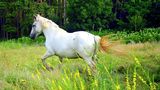 Белият кон ; comments:9