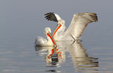 Къдроглави пеликани / Pelecanus crispus ; comments:4
