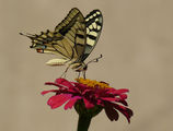  Papilio machaon - Голям полумесец, махаон ; comments:14