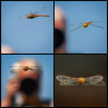 Dragonfly Story ; comments:40