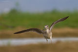 Голям зеленоног водобегач (Tringa nebularia) ; comments:9